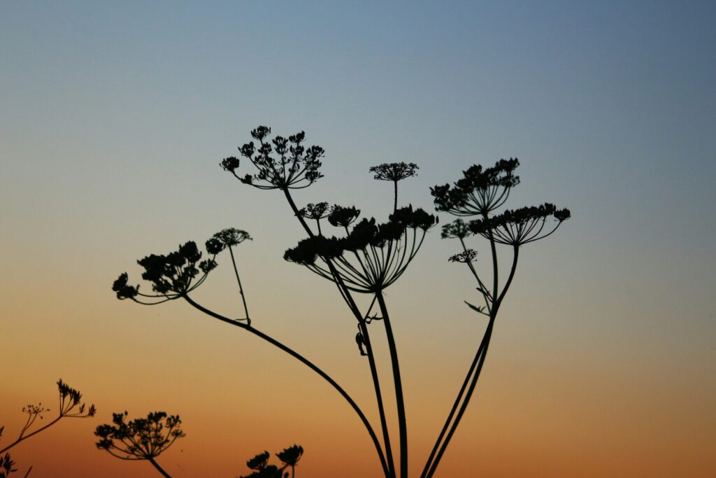 Sillouhette against a beautiful sunset