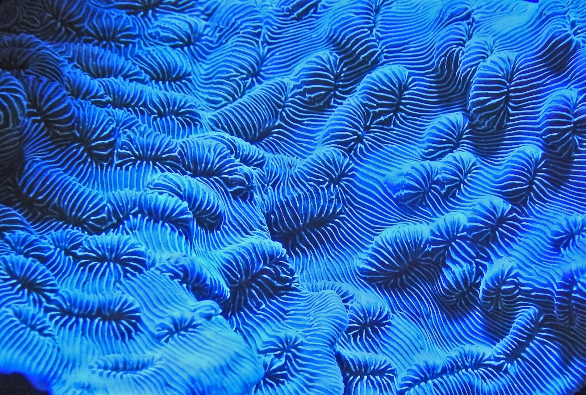 Close up photo of the external limestone structure of a coral. Bioluminescent corals produce light from a protein, and for deep sea species, where the light is low due to the depth, this additional light helps with photosynthesis for the symbiotic algae which lives within the coral polyp (animal). The algae uses light to produce carbohydrate which provides food for itself and for the polyp, while waste from the polyp feeds the algae. Cairns Aquarium.